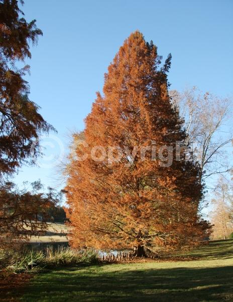 Brown blooms; Deciduous; North American Native