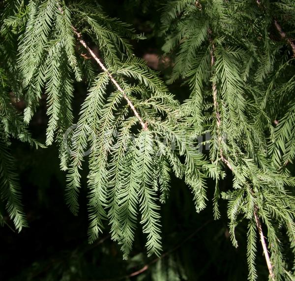 Brown blooms; Deciduous; North American Native