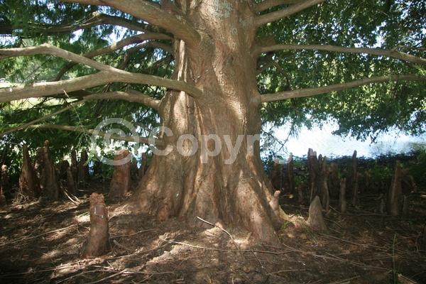 Brown blooms; Deciduous; North American Native