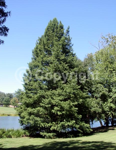 Brown blooms; Deciduous; North American Native