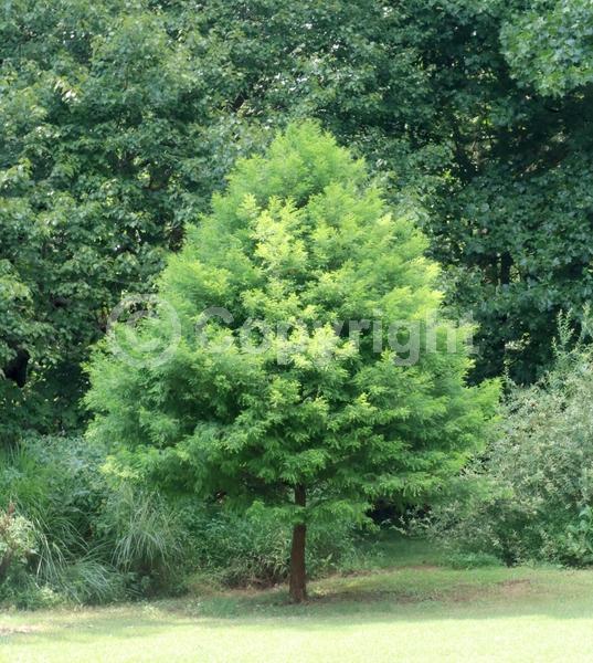 Brown blooms; Deciduous; North American Native