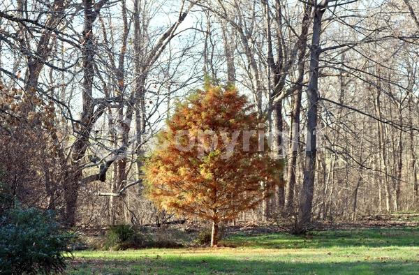 Brown blooms; Deciduous; North American Native