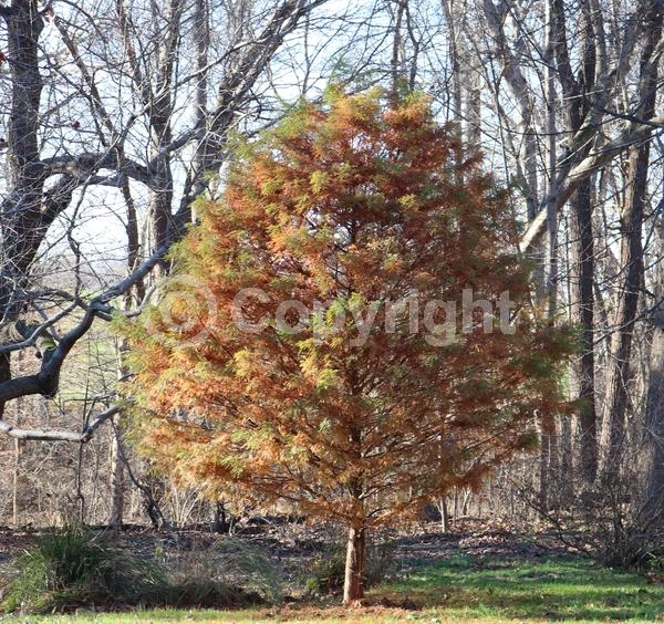 Brown blooms; Deciduous; North American Native