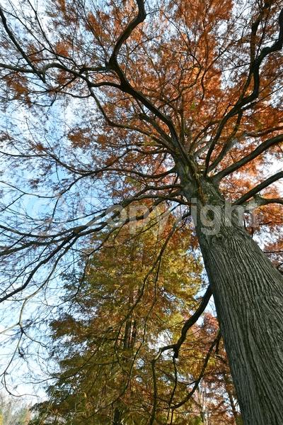 Brown blooms; Deciduous; North American Native