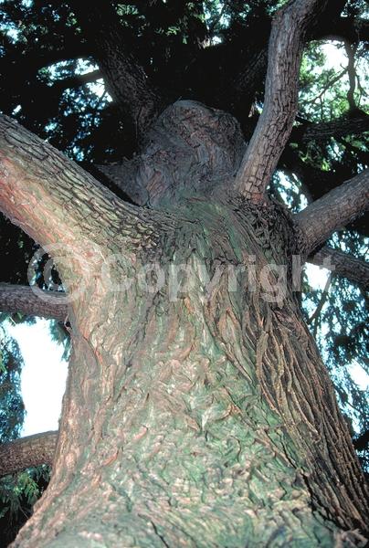 Unknown blooms; Evergreen; Semi-evergreen; Deciduous; North American Native