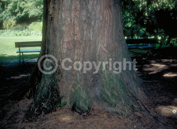 Unknown blooms; Evergreen; Semi-evergreen; Deciduous; North American Native
