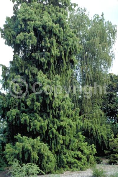 Unknown blooms; Evergreen; Semi-evergreen; Deciduous; North American Native