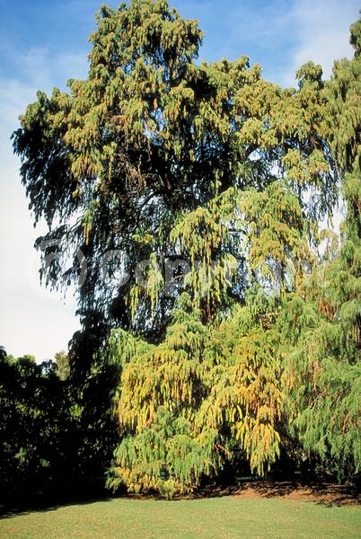 Unknown blooms; Evergreen; Semi-evergreen; Deciduous; North American Native
