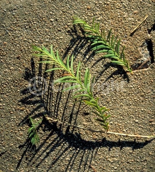 Unknown blooms; Evergreen; Semi-evergreen; Deciduous; North American Native