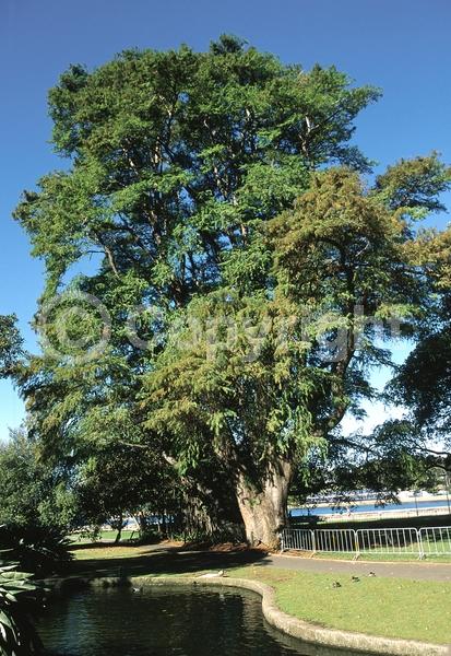 Unknown blooms; Evergreen; Semi-evergreen; Deciduous; North American Native