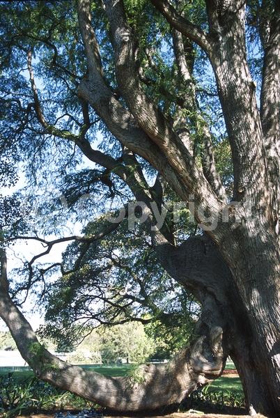 Unknown blooms; Evergreen; Semi-evergreen; Deciduous; North American Native