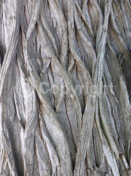 Unknown blooms; Evergreen; Semi-evergreen; Deciduous; North American Native