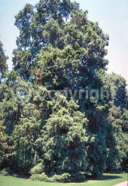 Unknown blooms; Evergreen; Semi-evergreen; Deciduous; North American Native