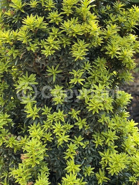 Yellow blooms; Evergreen