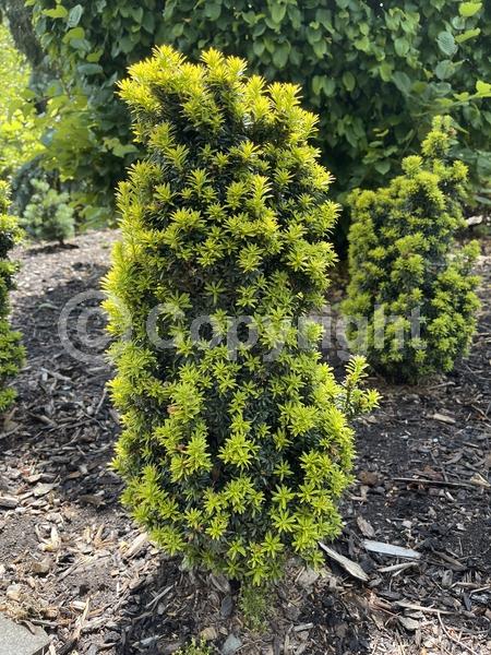 Yellow blooms; Evergreen