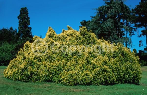 Yellow blooms; Green blooms; Evergreen; Needles or needle-like leaf