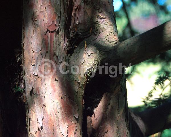 Yellow blooms; Green blooms; Evergreen; Needles or needle-like leaf