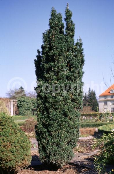Yellow blooms; Green blooms; Evergreen; Needles or needle-like leaf