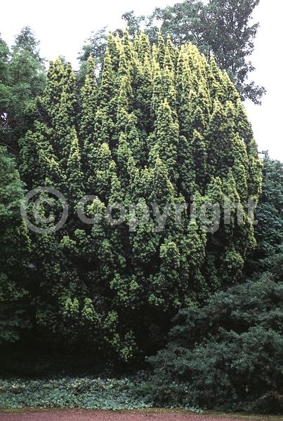 Yellow blooms; Green blooms; Evergreen; Needles or needle-like leaf
