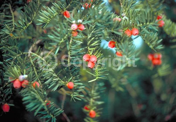Yellow blooms; Green blooms; Evergreen; Needles or needle-like leaf
