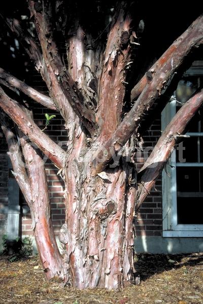 Yellow blooms; Green blooms; Evergreen; Needles or needle-like leaf