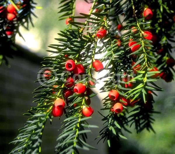 Yellow blooms; Green blooms; Evergreen; Needles or needle-like leaf