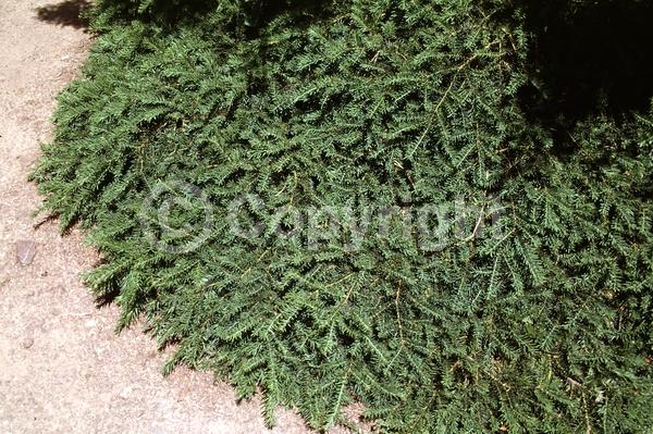 Yellow blooms; Green blooms; Evergreen; Needles or needle-like leaf