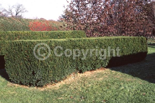 Yellow blooms; Green blooms; Evergreen; Needles or needle-like leaf