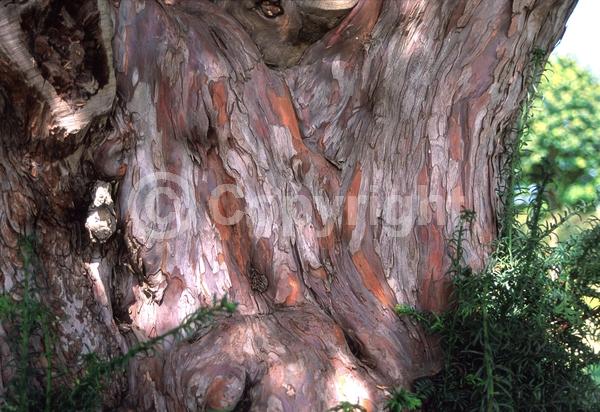 Yellow blooms; Green blooms; Evergreen; Needles or needle-like leaf