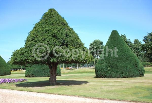 Yellow blooms; Green blooms; Evergreen; Needles or needle-like leaf
