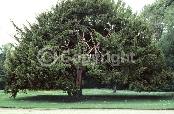 Yellow blooms; Green blooms; Evergreen; Needles or needle-like leaf