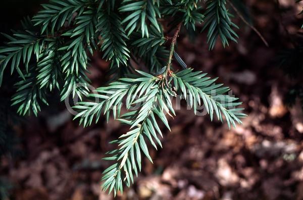 Yellow blooms; Green blooms; Evergreen; Needles or needle-like leaf