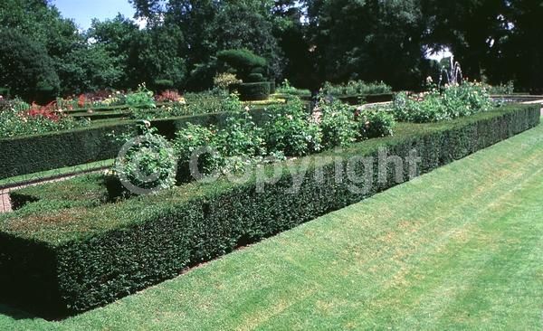 Yellow blooms; Green blooms; Evergreen; Needles or needle-like leaf