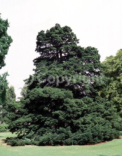 Yellow blooms; Green blooms; Evergreen; Needles or needle-like leaf