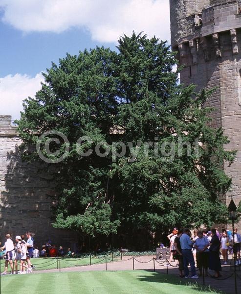 Yellow blooms; Green blooms; Evergreen; Needles or needle-like leaf