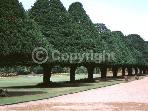 Yellow blooms; Green blooms; Evergreen; Needles or needle-like leaf