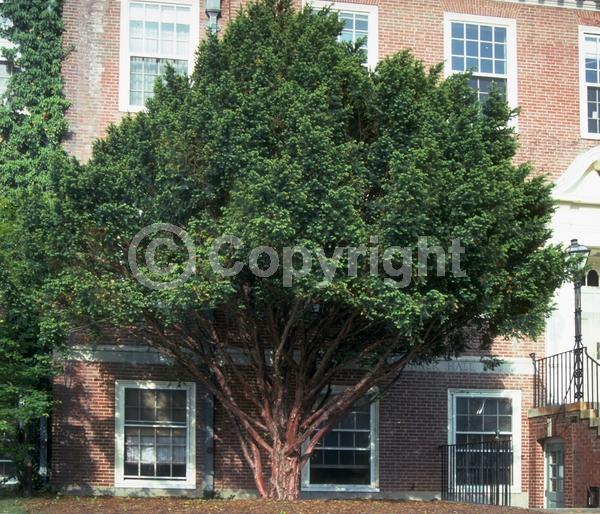 Yellow blooms; Green blooms; Evergreen; Needles or needle-like leaf