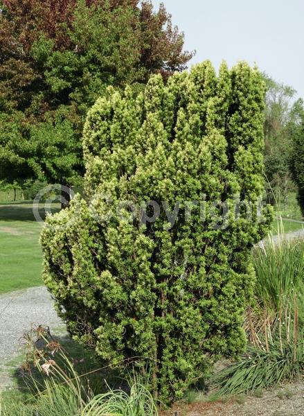 Yellow blooms; Green blooms; Evergreen; Needles or needle-like leaf