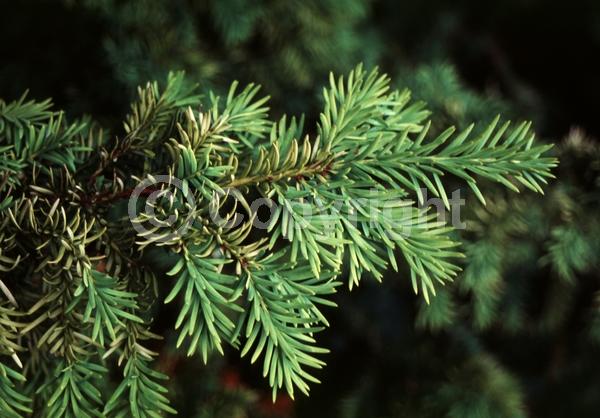 Yellow blooms; Green blooms; Evergreen; Needles or needle-like leaf
