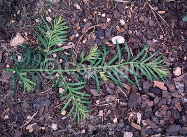 Yellow blooms; Green blooms; Evergreen; Needles or needle-like leaf