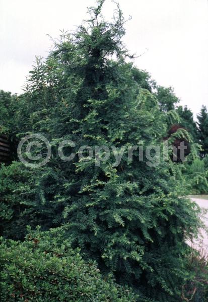 Yellow blooms; Green blooms; Evergreen; Needles or needle-like leaf