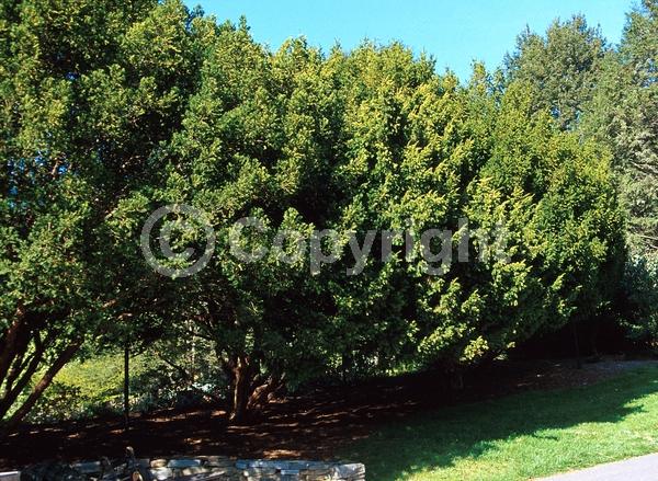 Yellow blooms; Green blooms; Evergreen; Needles or needle-like leaf