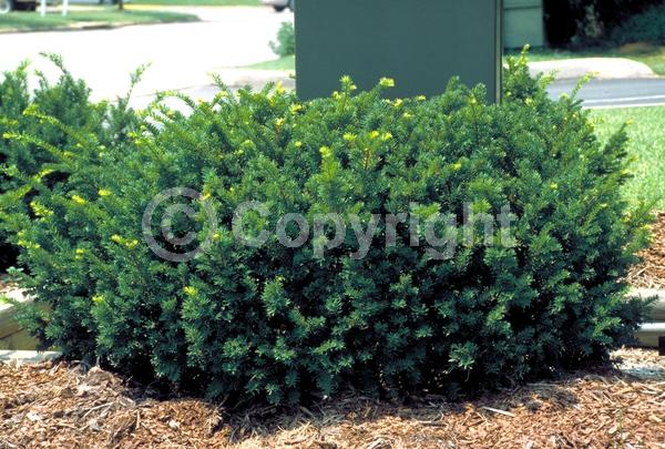 Yellow blooms; Green blooms; Evergreen; Needles or needle-like leaf