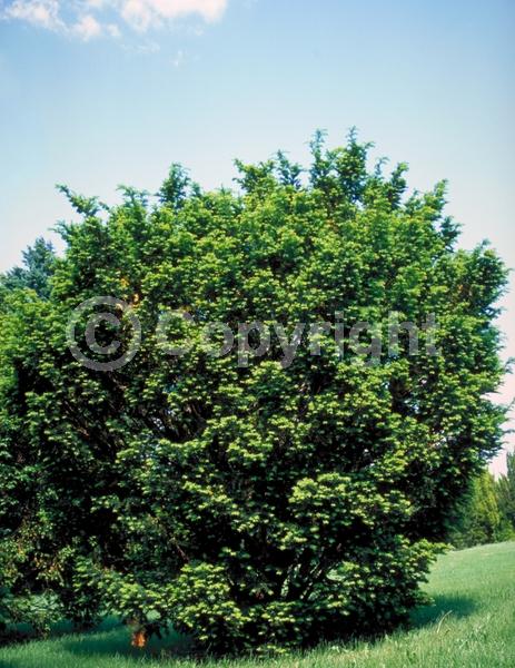 Yellow blooms; Green blooms; Evergreen; Needles or needle-like leaf