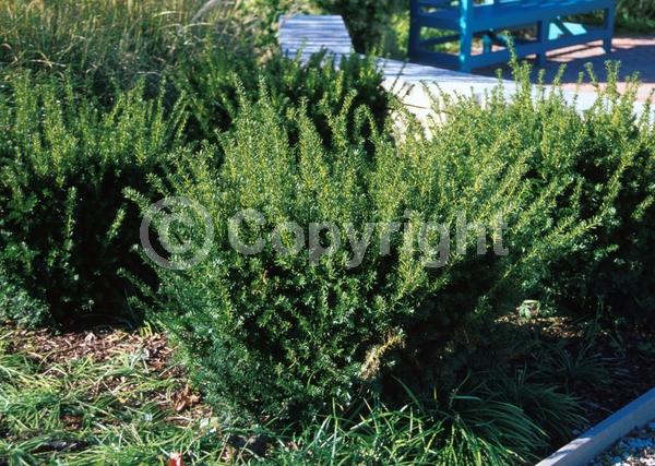 Yellow blooms; Green blooms; Evergreen; Needles or needle-like leaf