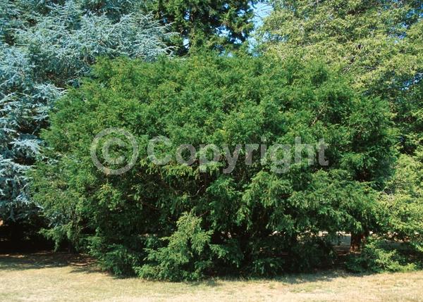 Yellow blooms; Green blooms; Evergreen; Needles or needle-like leaf