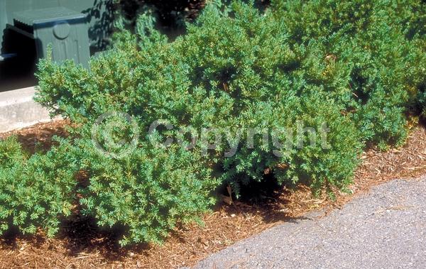 Yellow blooms; Green blooms; Evergreen; Needles or needle-like leaf