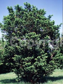 Yellow blooms; Green blooms; Evergreen; Needles or needle-like leaf