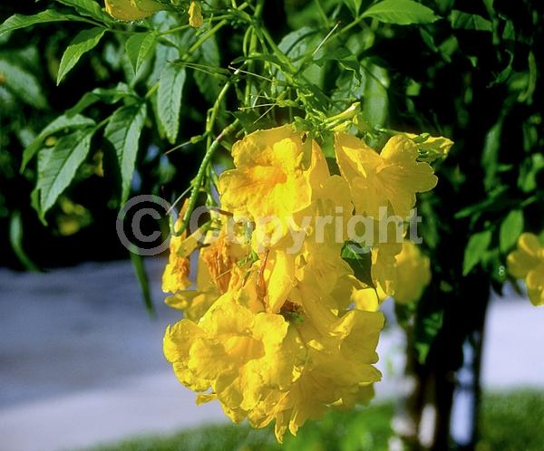 Yellow blooms; Evergreen; Semi-evergreen; North American Native