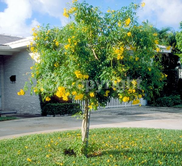 Yellow blooms; Evergreen; Semi-evergreen; North American Native